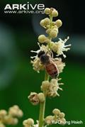 Dimocarpus longan